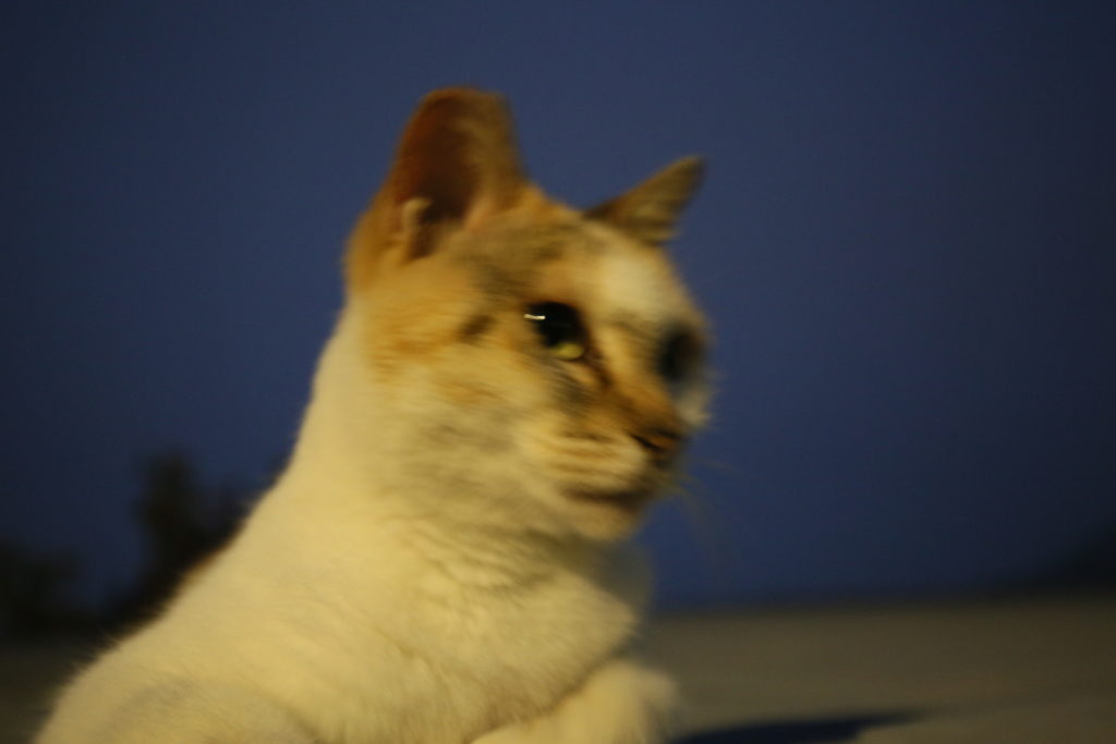 これでもうブレない シャッタースピードを知ろう フォトスタジオエル